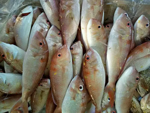 Hình Ảnh Cá Đổng