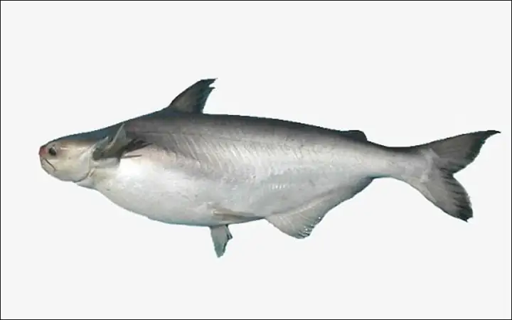Hình Ảnh Cá Hú