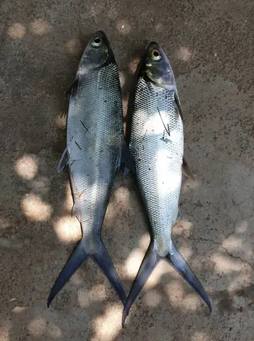 Hình Ảnh Cá Măng