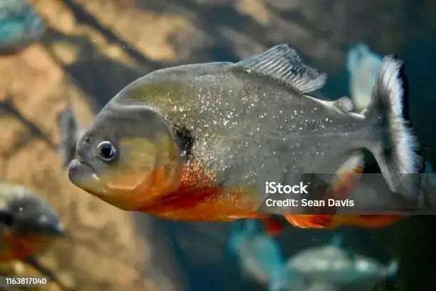 Hình Ảnh Cá Piranha