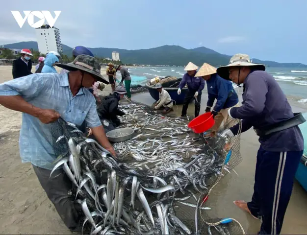 Hình Ảnh Cá Rọc