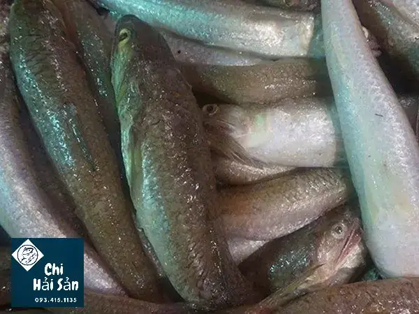 Hình Ảnh Con Cá Mối