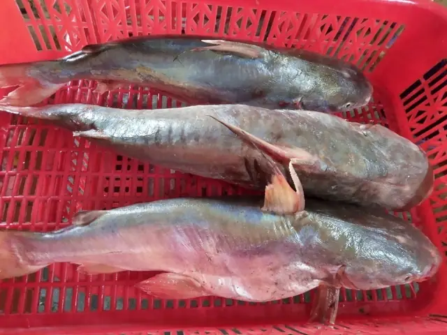Hình Ảnh Con Cá Rún