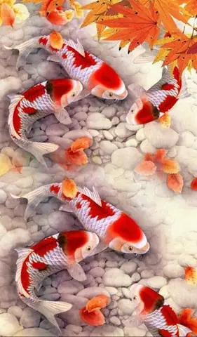 Hình Nền Cá Koi Full Hd