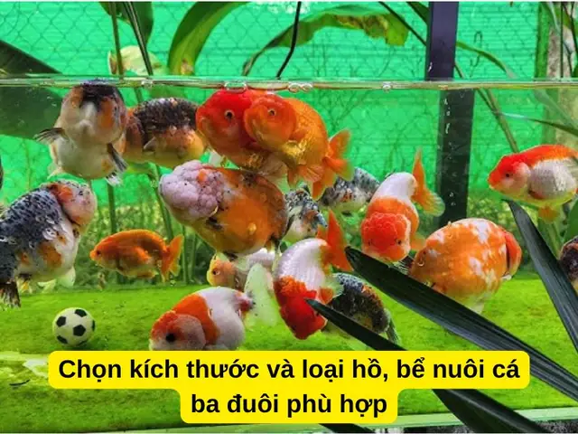 Hồ Cá Ba Đuôi