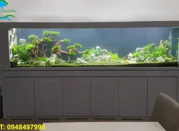 Hồ Cá Dài 3m