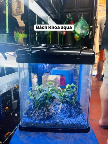 Hồ Cá Đúc Có Nắp