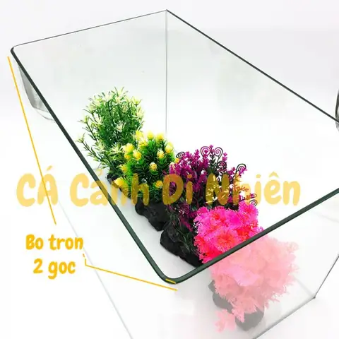 Hồ Cá Kính Uốn Cong