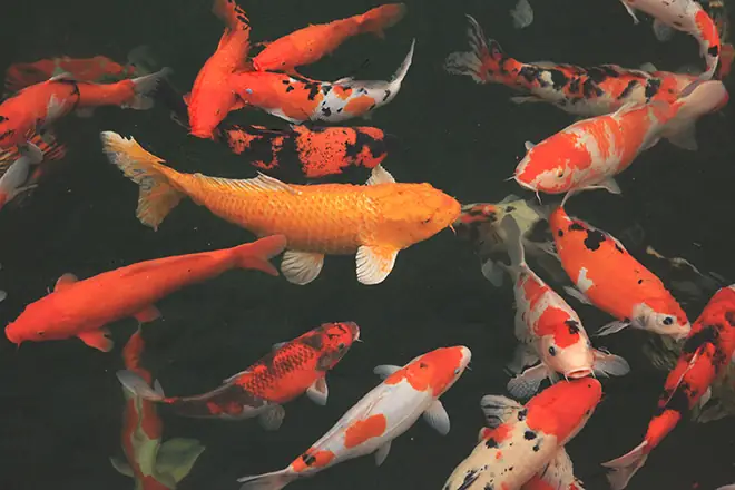 Hồ Cá Koi 10 Tỷ