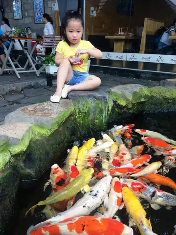 Hồ Cá Koi Khủng