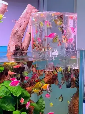 Hồ Cá Koi Úp Ngược