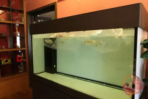 Hồ Cá Mới Mua Về