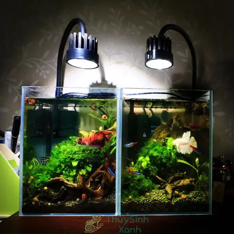 Hồ Nuôi Cá Lia Thia
