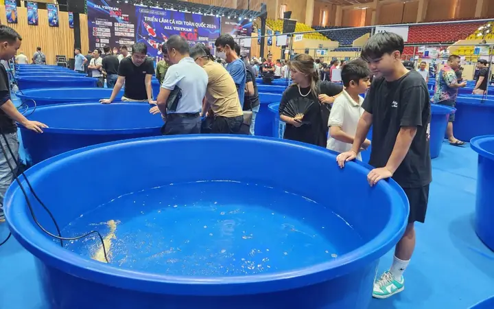 Hội Cá Koi Tphcm
