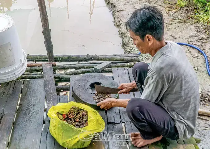 Hướng Dẫn Nuôi Cá Thòi Lòi