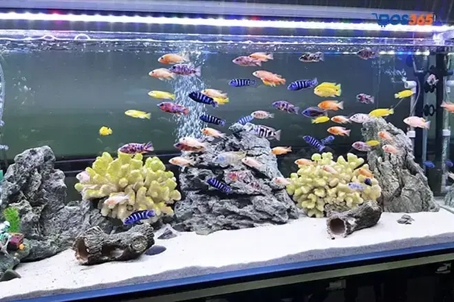 Kế Hoạch Kinh Doanh Cá Cảnh