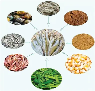 Kể Tên Các Loại Thức Ăn Tự Nhiên Của Cá