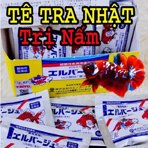 Kháng Sinh Cho Cá Cảnh