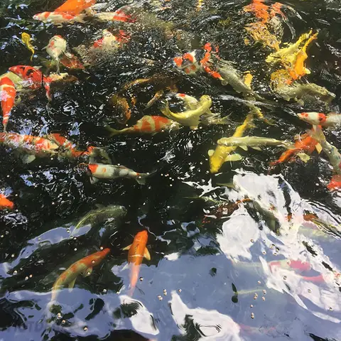 Khu Sinh Thái Cá Koi