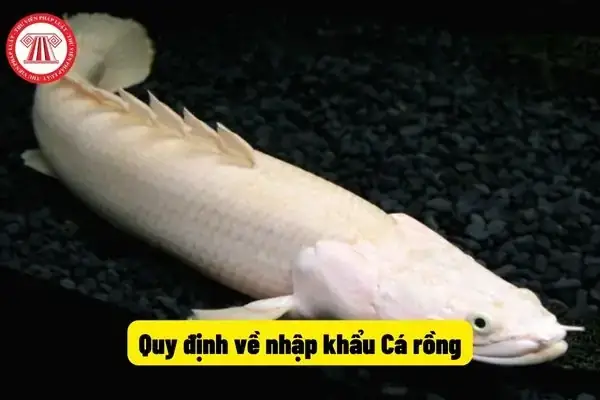 Kiểm Tra Mã Cá Rồng