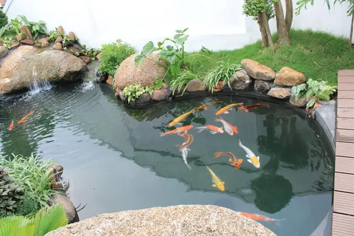 Kinh Nghiệm Làm Hồ Cá Koi