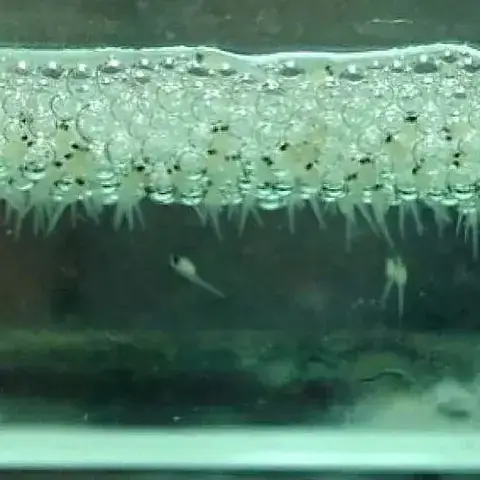Kinh Nghiệm Nuôi Cá Betta Bột