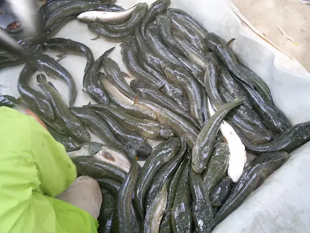 Kinh Nghiệm Nuôi Cá Lóc