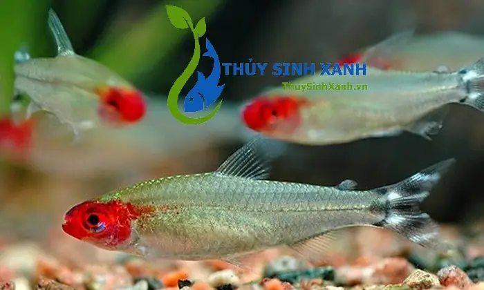 Kinh Nghiệm Nuôi Cá Sóc Đầu Đỏ