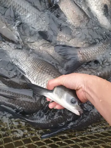 Kinh Nghiệm Nuôi Cá Trắm Đen