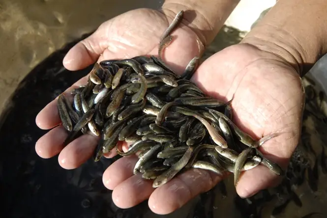 Kỹ Thuật Nuôi Cá Bột