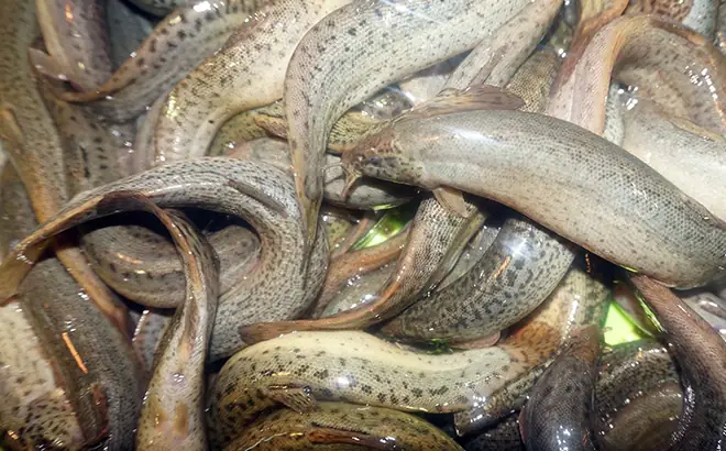 Kỹ Thuật Nuôi Cá Chạch Bùn