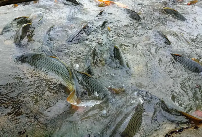 Kỹ Thuật Nuôi Cá Chép
