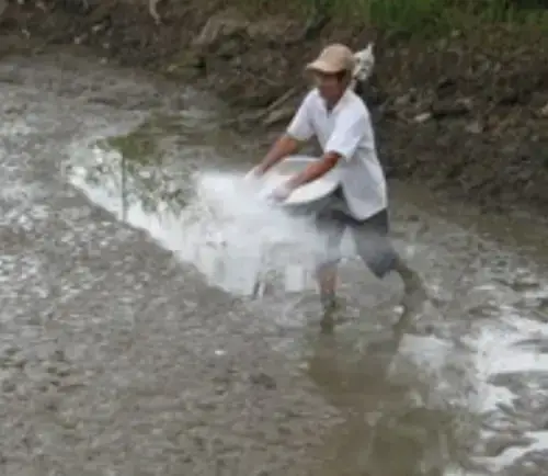 Kỹ Thuật Nuôi Cá Chép Mồi