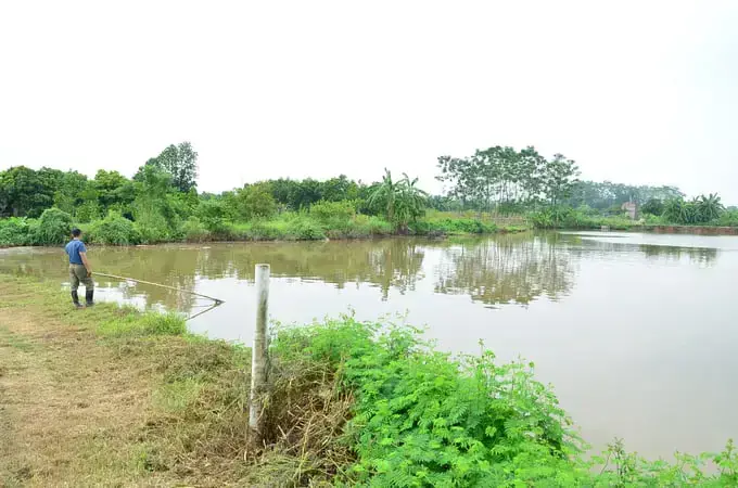 Kỹ Thuật Nuôi Cá Chép Ruộng
