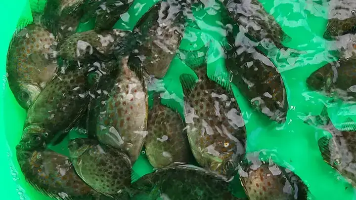 Kỹ Thuật Nuôi Cá Dìa Bông