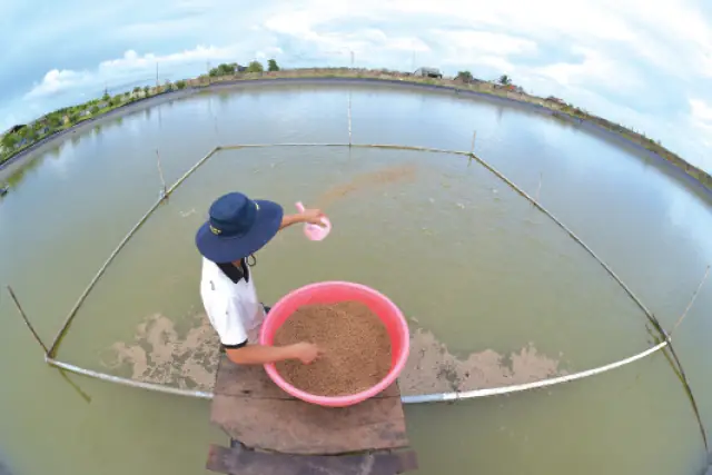 Kỹ Thuật Nuôi Cá Dứa