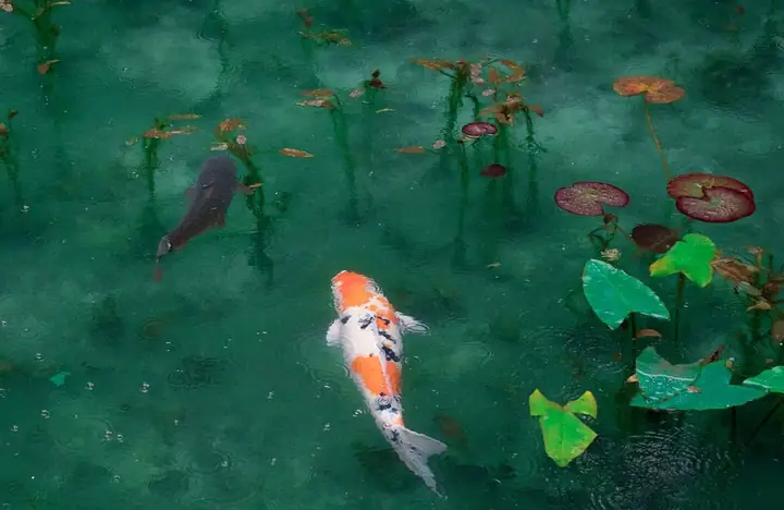 Kỹ Thuật Nuôi Cá Koi Ao Bùn