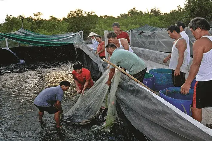 Kỹ Thuật Nuôi Cá Lóc Trong Bể Lót Bạt