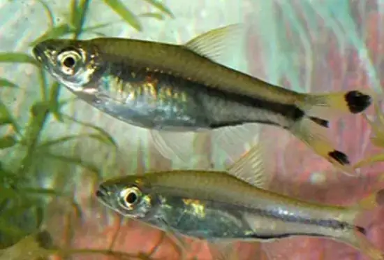 Kỹ Thuật Nuôi Cá Lòng Tong