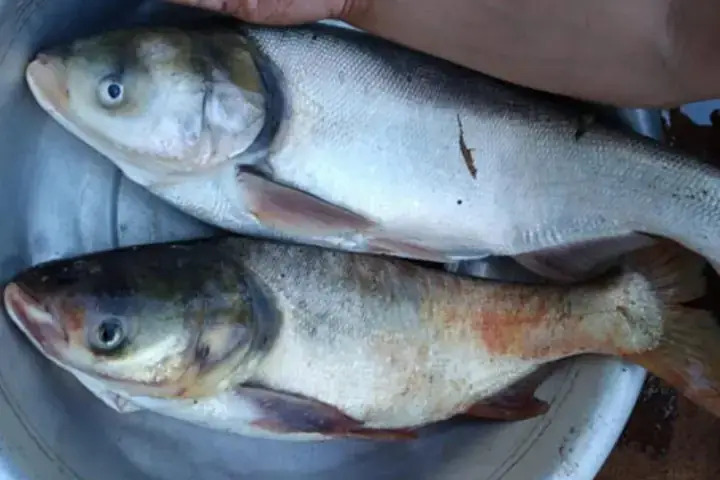 Kỹ Thuật Nuôi Cá Mè Trắng