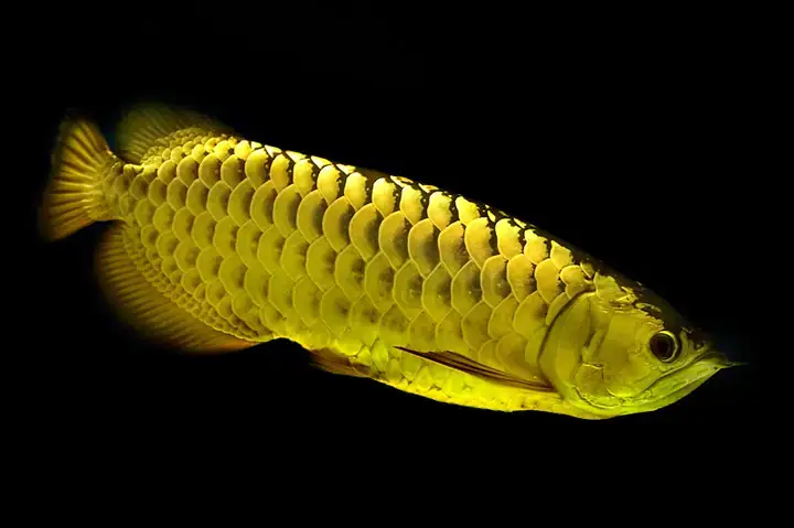 Kỹ Thuật Nuôi Cá Ngân Long