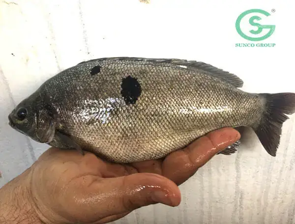 Kỹ Thuật Nuôi Cá Ngọc Đế