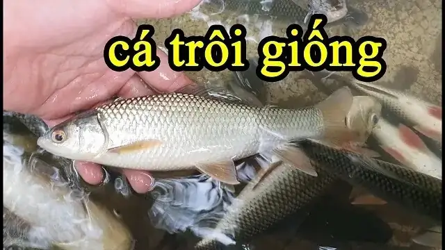 Kỹ Thuật Nuôi Cá Trôi Ấn Độ