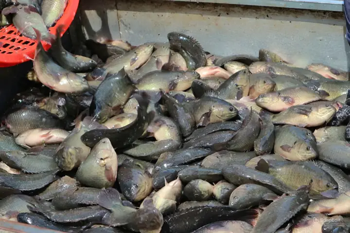Kỹ Thuật Trồng Sen Kết Hợp Nuôi Cá