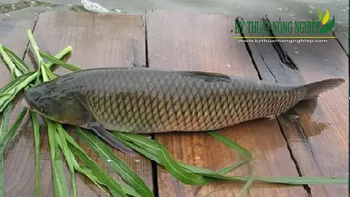 Kỹ Thuật Ươm Cá Trắm Cỏ