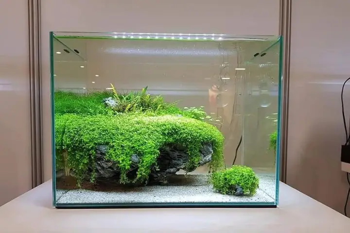 Làm Bể Cá Thủy Sinh Mini Làm Bể Cá Thủy Sinh Mini