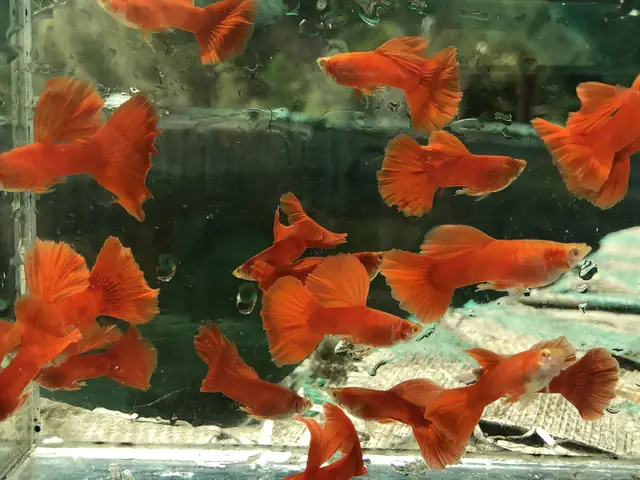 Làm Giàu Từ Nuôi Cá Bảy Màu
