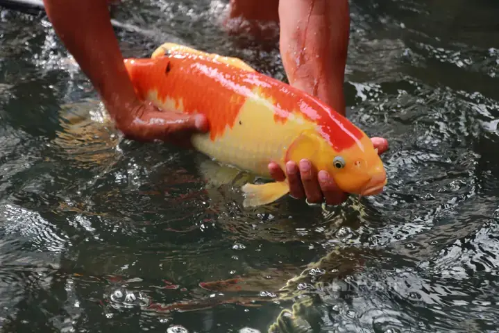 Làng Cá Cảnh Nam Định