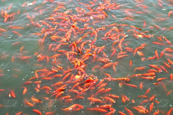 Làng Nuôi Cá Chép Đỏ