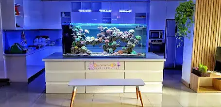 Lắp Đặt Bể Cá Cảnh